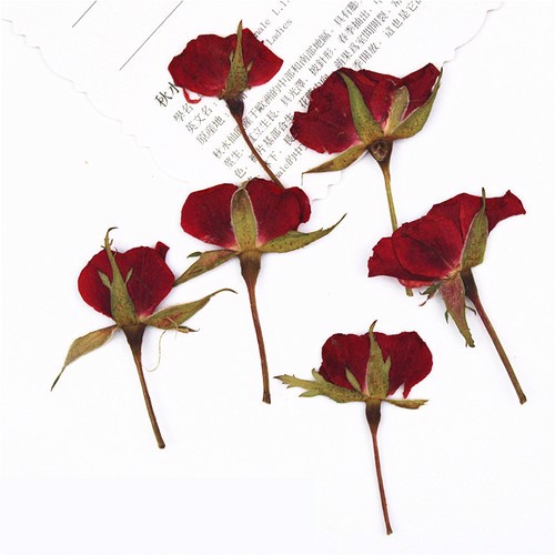 Real dried rose flowers packs of 12.