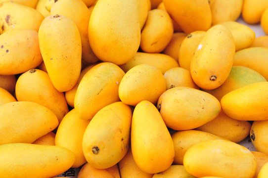 Mango Munk - view 2