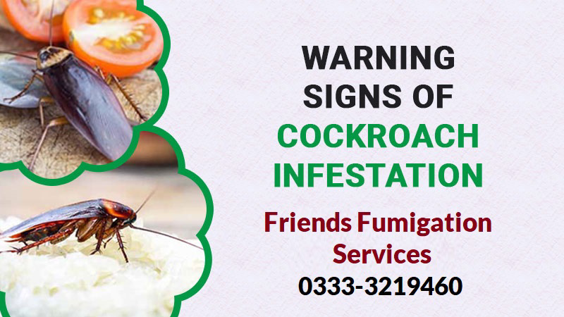 Fumigation Services for Cockroaches 0333-3219460 - view 3