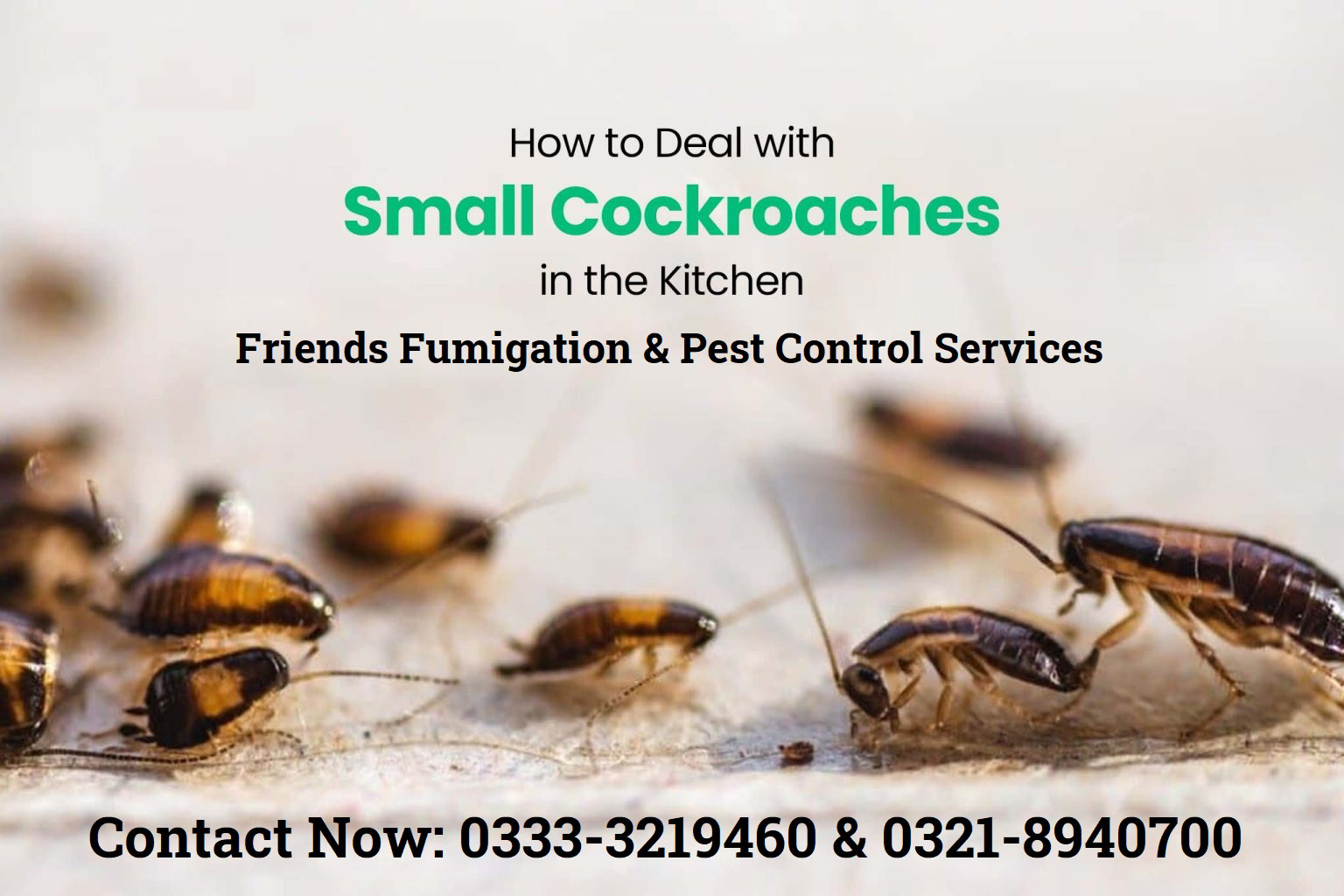 Fumigation Services for Cockroaches 0333-3219460 - view 5