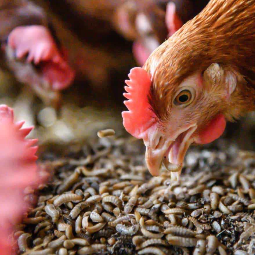 Imported High Quality Dried Mealworms Omega-3