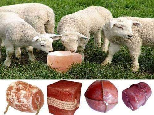 Pink Salt  Wholesale LED Hand made Stone Natural Rock Relax aromatherapy Himalaya Salt Lamp - view 5